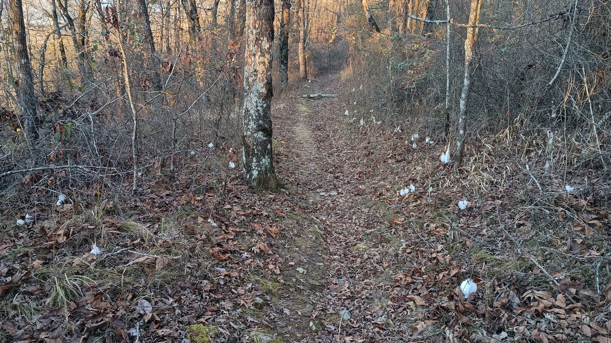 Ouachita Trail Trip Report