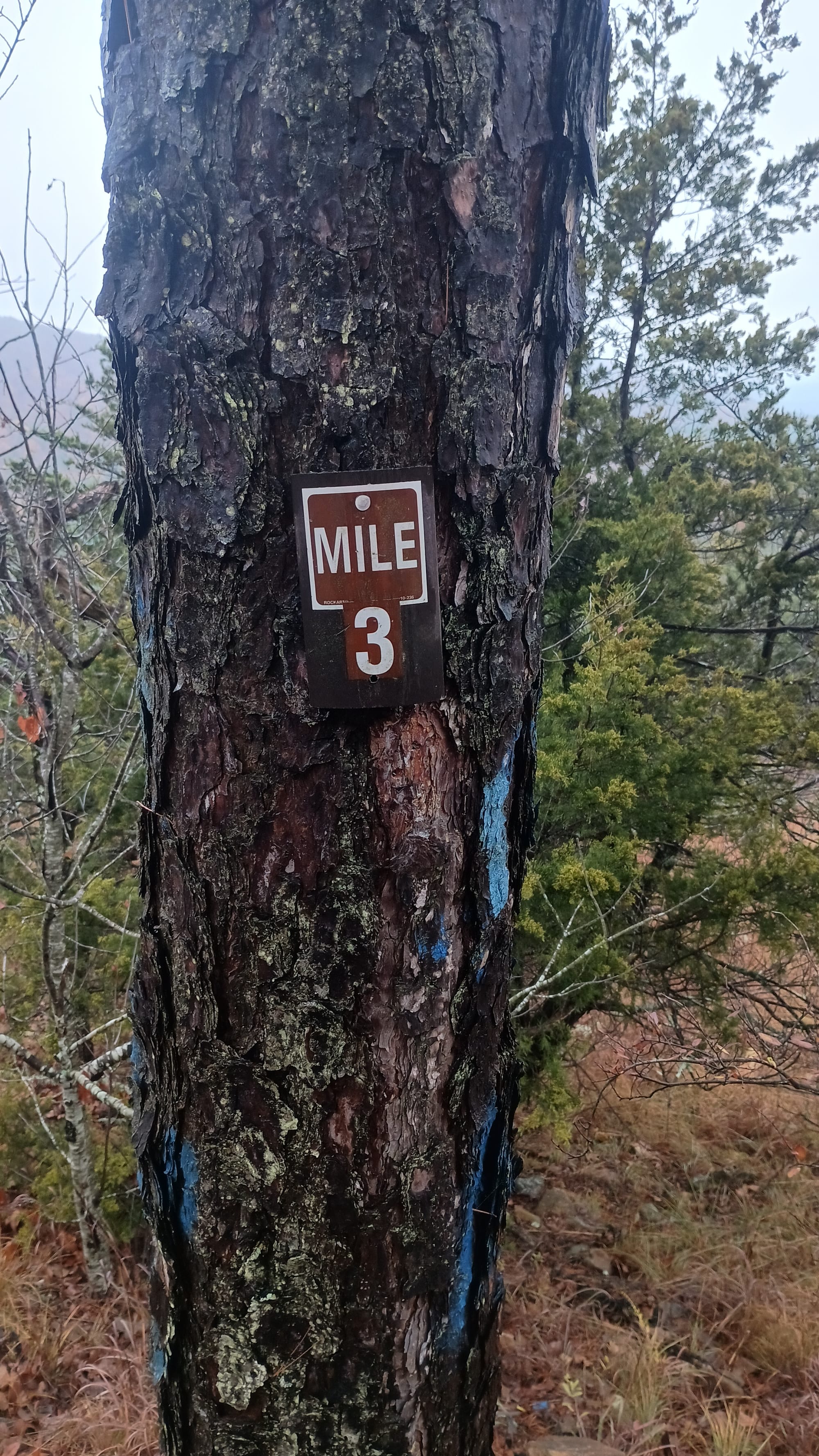 Ouachita Trail Trip Report